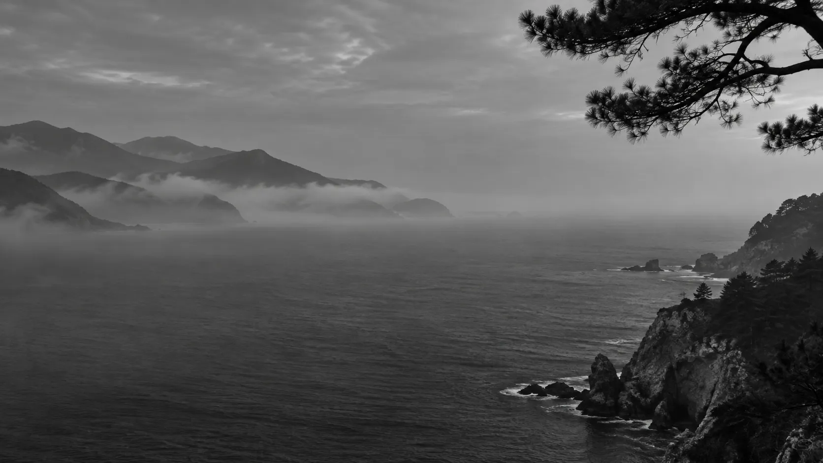 薄雾中的海岸与远山，前景是深色松枝